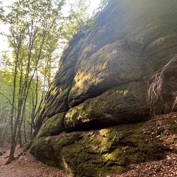 Große, bemooste Felswand am Rand eines laubbedeckten Wanderwegs, von der Sonne angestrahlt.